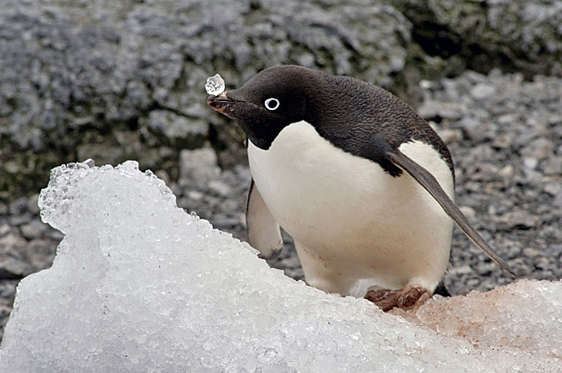 Image: Extensive sea ice in Antarctica causes disaster for colony of penguins with only TWO chicks surviving