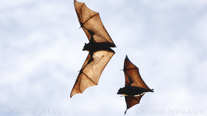 Image: Researcher suggests using bats to help people living in arid places find water sources