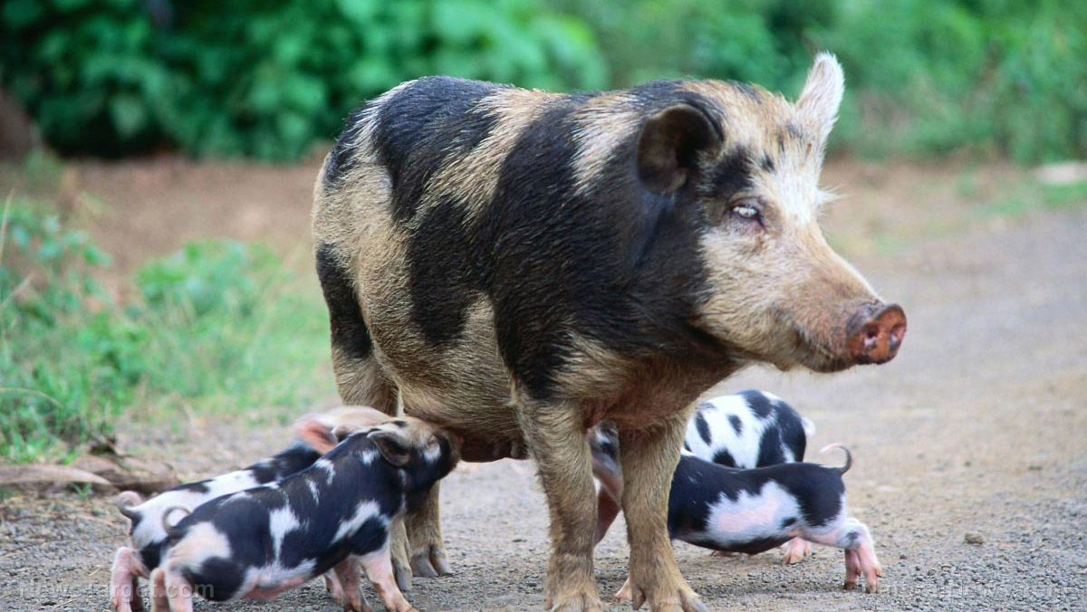 Image: HOGpocalypse taking over Texas with millions of wild pigs… but it’s also easy wild food in a collapse