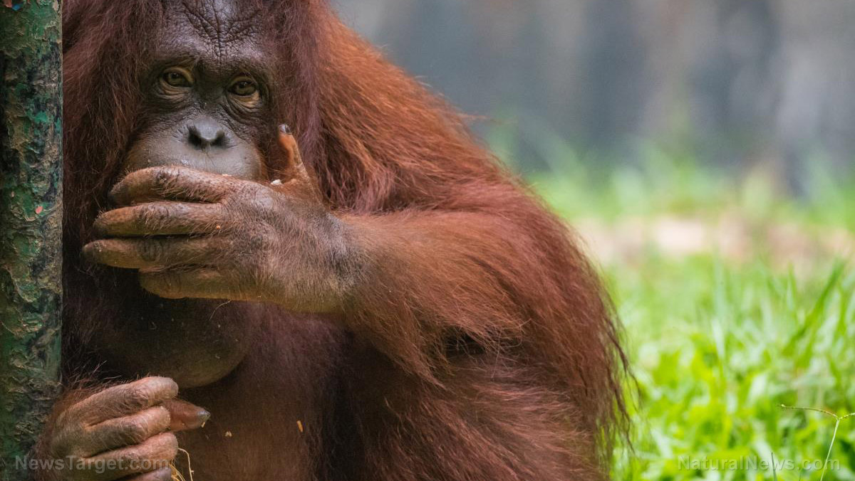 Image: Orangutan defends forest home from giant excavator ripping down trees