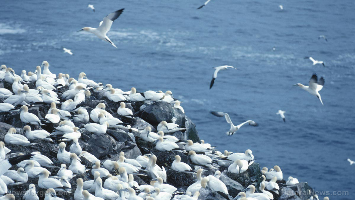 Image: Ocean pollution has covered the globe: Seabirds as far away as Alaska are being threatened by microplastics