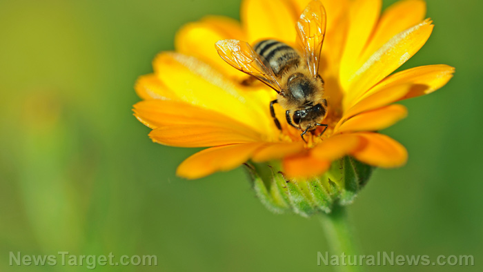 Image: A win for nature: EU supports ban of neonicotinoids proven to decimate bees