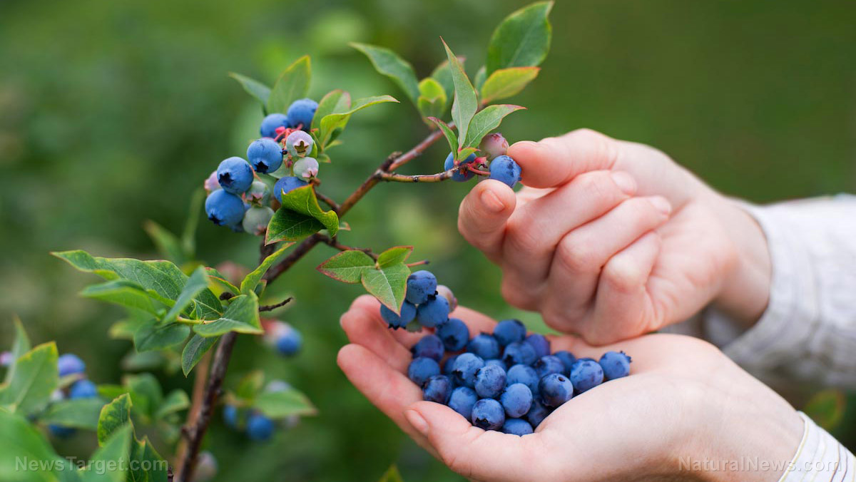 Comprehensive study confirms the cardioprotective effects of blueberries and strawberries Picking-Blueberries-Berry-Bush