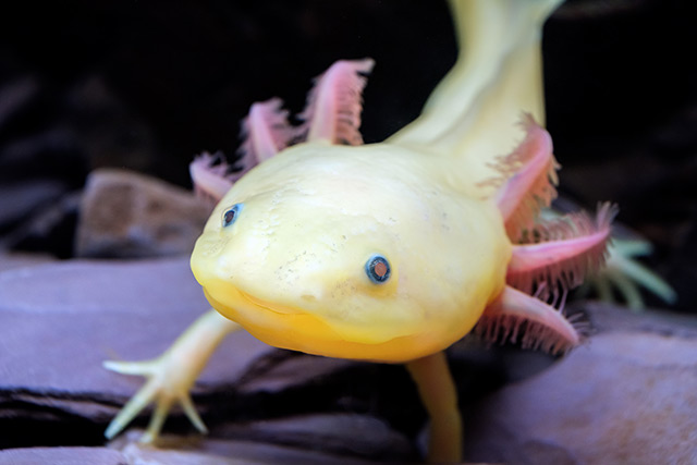 Image: An endangered salamander could help scientists develop new treatment options for spinal cord injuries