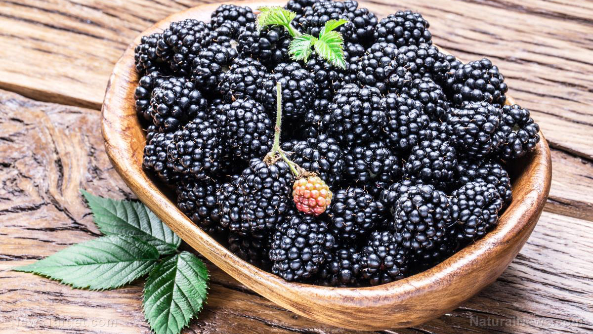 Everyday medicine of the Native Americans: 15 of their most-used plants Blackberries-Fruit-Bowl