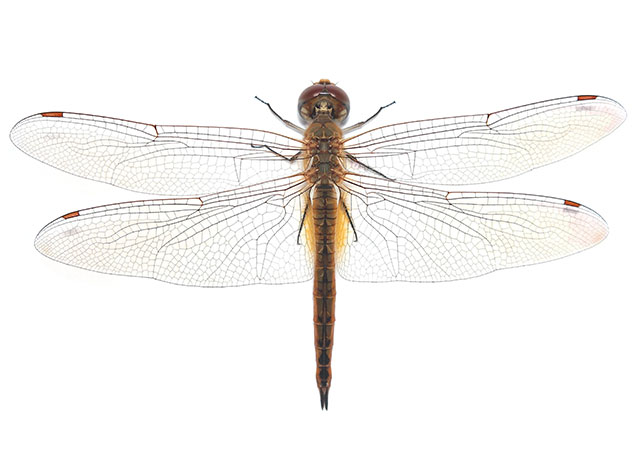 Image: Future aerogels inspired by the wings of a dragonfly