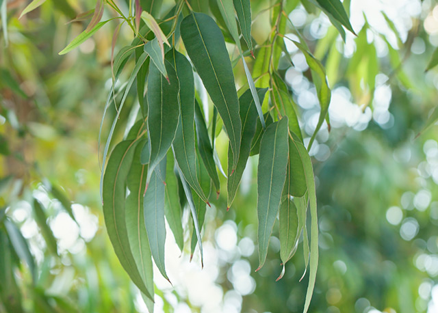 Image: Trees sweat too! One species of eucalyptus found to release water during extreme heat