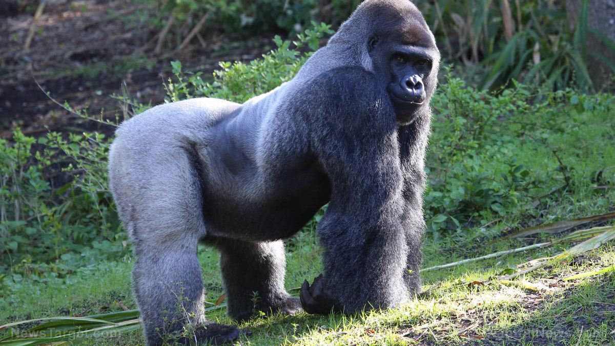 Image: A study of the microbiomes of wild gorillas provides clues to our own health
