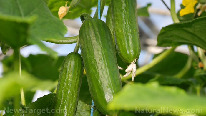 Image: Farming for healthier cucumbers? Using potassium phosphite as part of your organic fertilizer helps them grow stronger