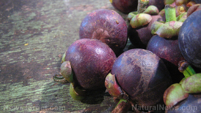 Image: Scientists look at the purple mangosteen to treat malaria