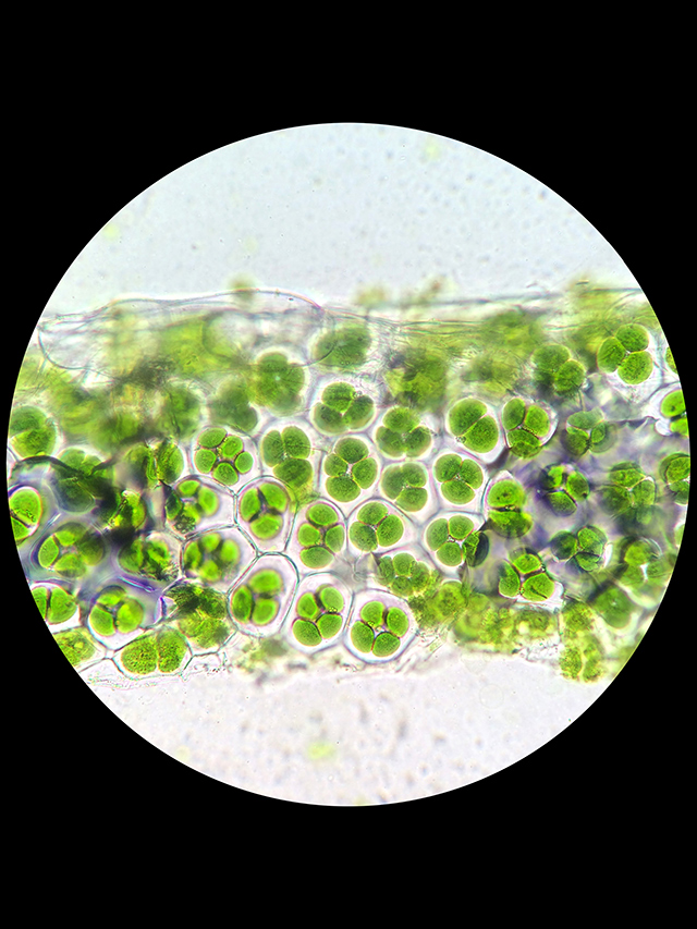 Image: Plant cells that enable photosynthesis found to also play a role in plant self defense