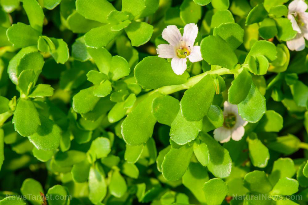 Image: Take bacopa every day to boost mental clarity
