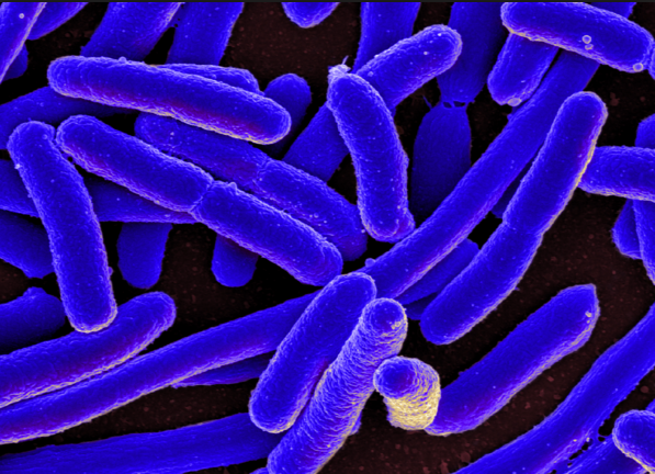 Image: BREAKTHROUGH as certain probiotics are found to produce powerful antibiotics that kill superbugs