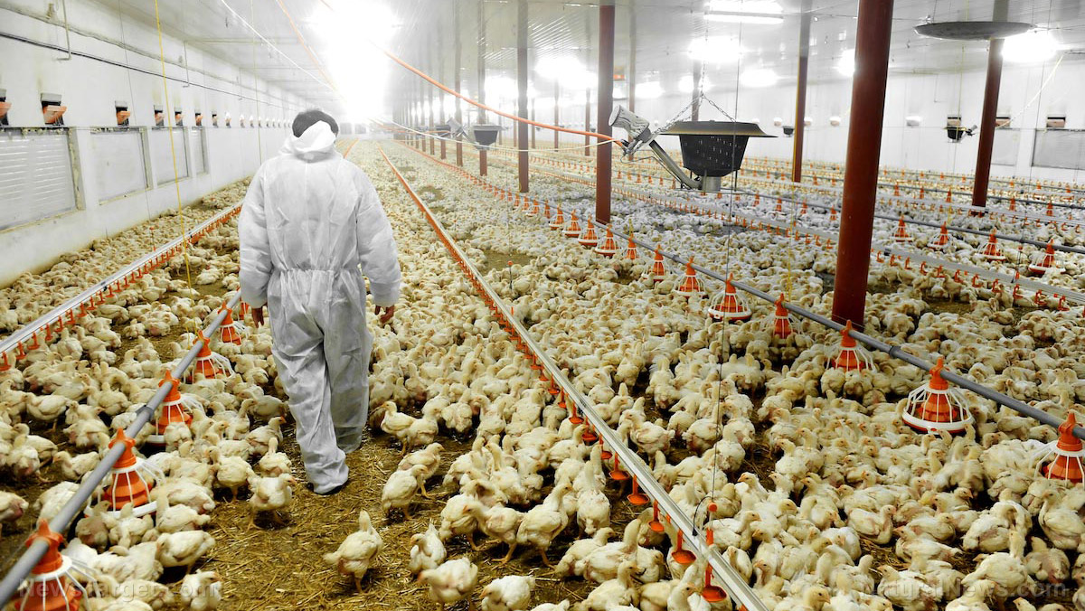 Image: Factory chickens grown in the U.S. are too heavy to stand on their own feet; meat begins ROTTING even before they’re killed