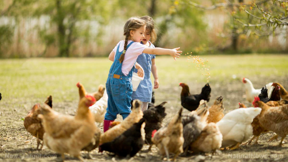 Image: Exposure to farm animals protects farm children from asthma, researchers find