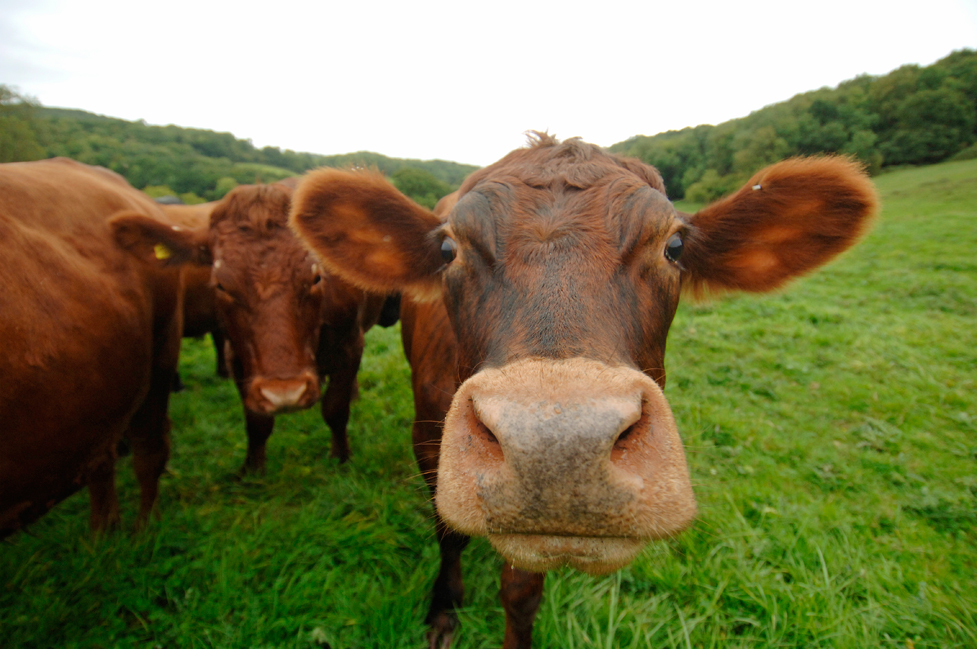 Image: Shut the front door! 7 Percent of Americans think brown cows produce chocolate milk