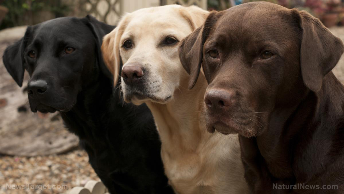 Image: Dogs proven to recognize themselves through precise sense of smell