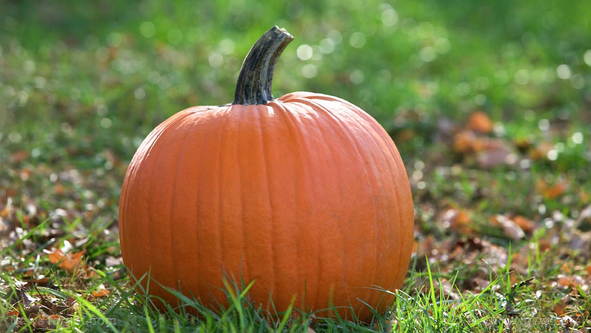 Image: Nutrient-dense and delicious, the pumpkin is a prime example of a superfood