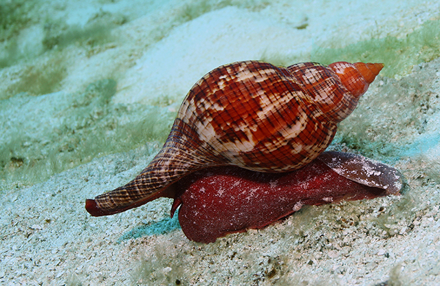 Scientists transfer one snail's memory onto another ...