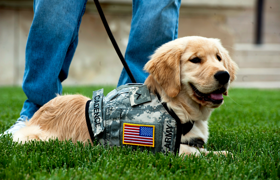 Image: Service dogs help military veterans with PTSD