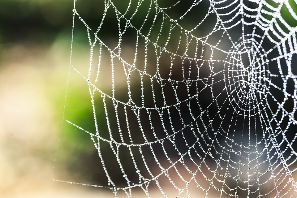 Image: Spider silk is so strong that researchers can use it to improve the performance of piezoelectric nanogenerators