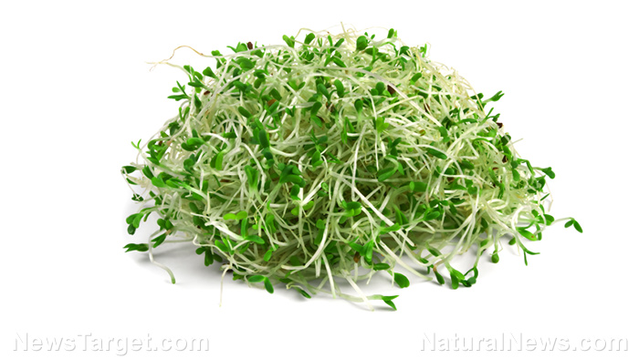Image: Broccoli sprout extract can replace toxic metformin drugs in type-2 diabetes; sulforaphane found to control blood sugar levels