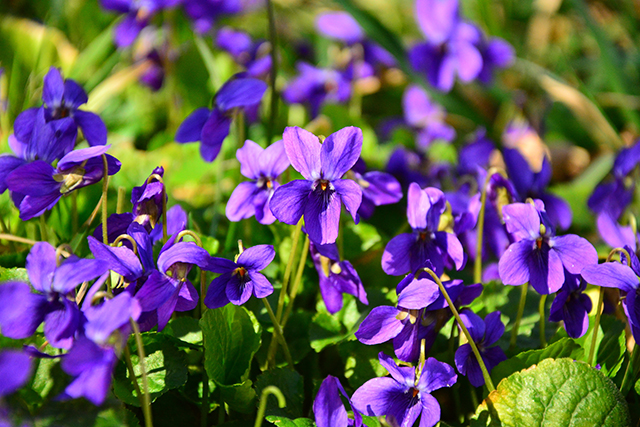 Image: Extracts from the common violet found to reduce body fat