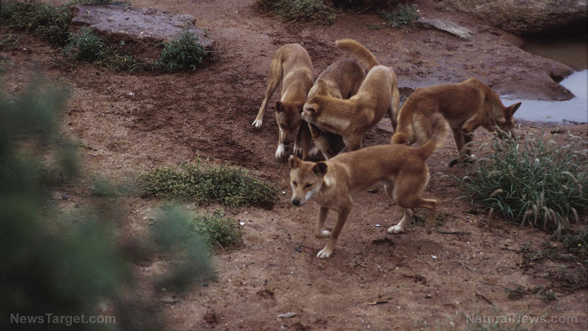 Image: African dogs “vote” on group decisions by SNEEZING