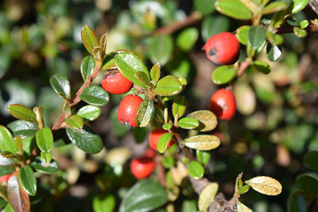 Image: Barberry found to prevent the formation of kidney stones