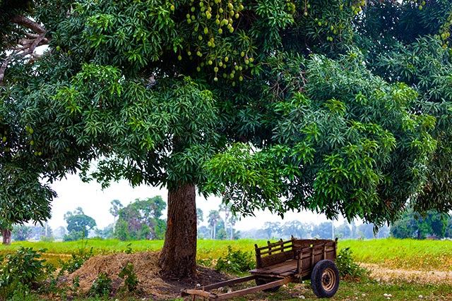 Image: Mango tree extract could prevent iron deficiency
