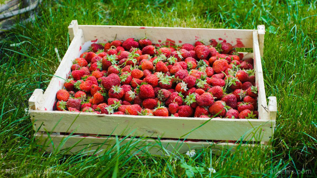 Image: British scientists design robotic fruit pickers to address worker shortage