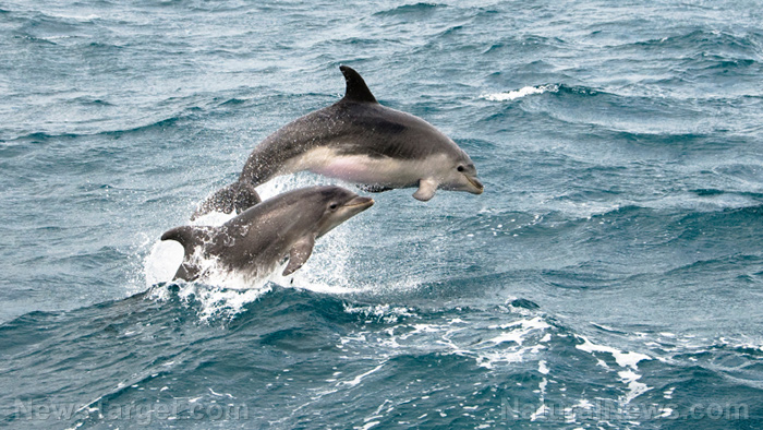 Image: Dolphin dementia: Scientists have discovered that, like us, their brains can deteriorate as they age