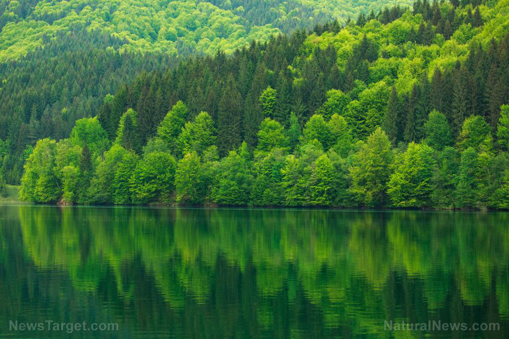 Image: Science study: Rising CO2 producing “miracle” re-greening effects across the planet as global tree cover rapidly EXPANDS