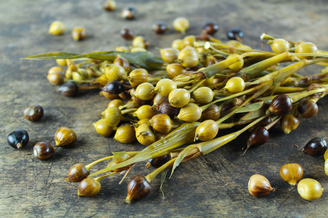 Image: Scientists find that a popular Chinese herbal medicine is effective in eliminating colon cancer cells