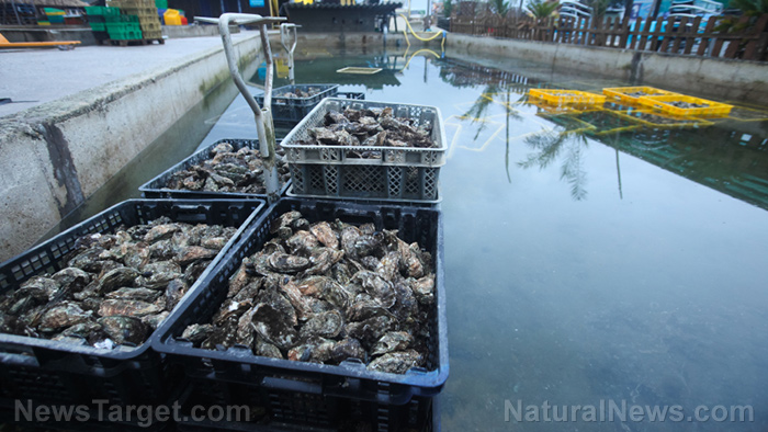 Image: Oysters found to help restore balance to aquatic ecosystems by removing pollution