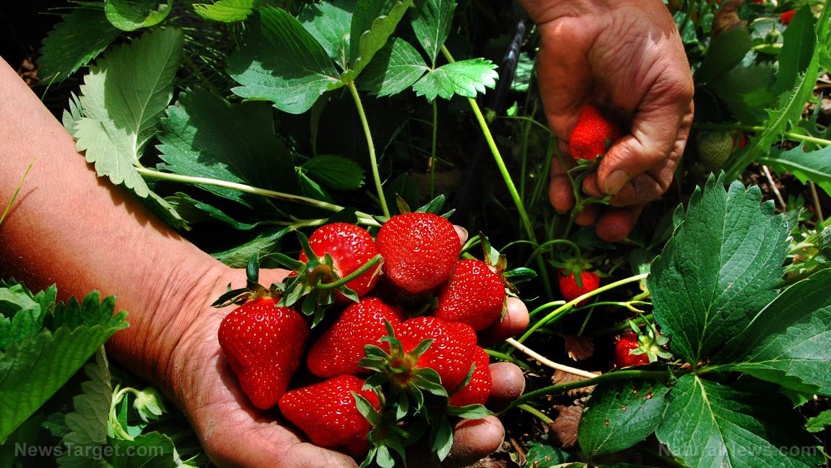 Image: Robot strawberry pickers better than humans?