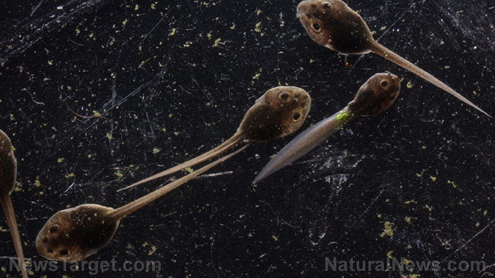 Image: Neuroscientists study neuroplasticity in tadpoles to learn how autism develops