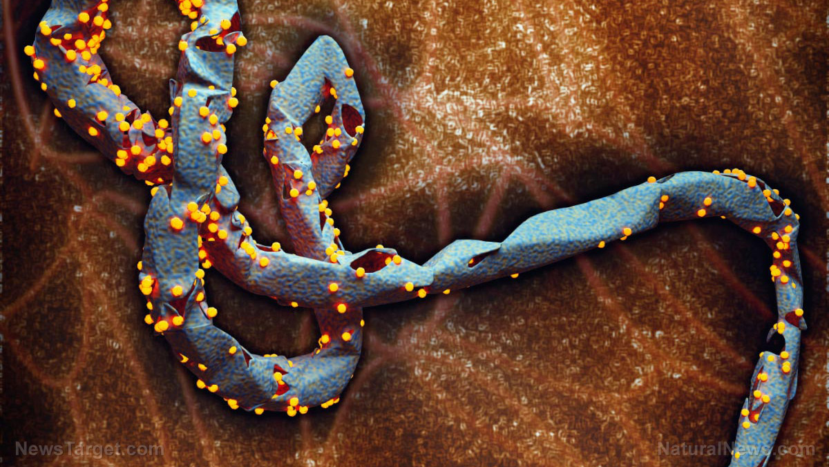 Image: New outbreak: Deadly virus, similar to Ebola, with NO treatment… now strikes Uganda