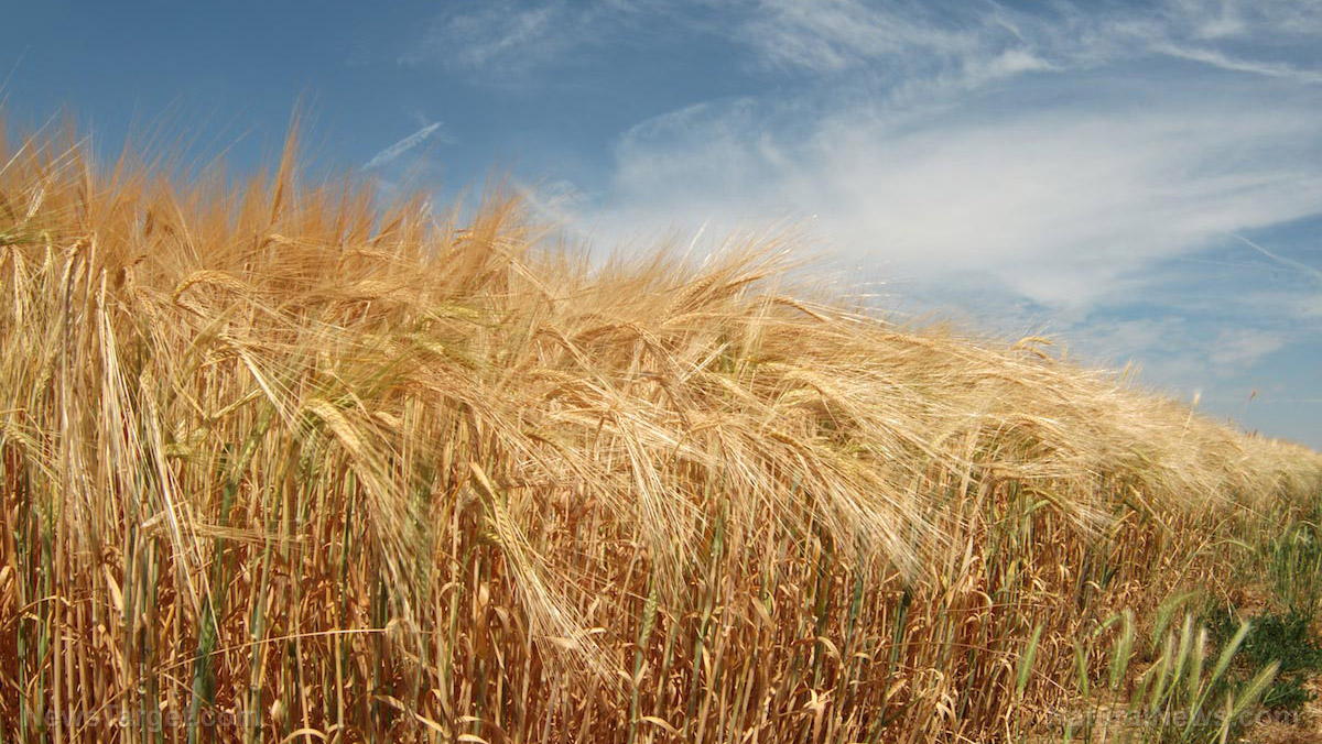 Image: A common wheat virus can spread and harm perennial native grass
