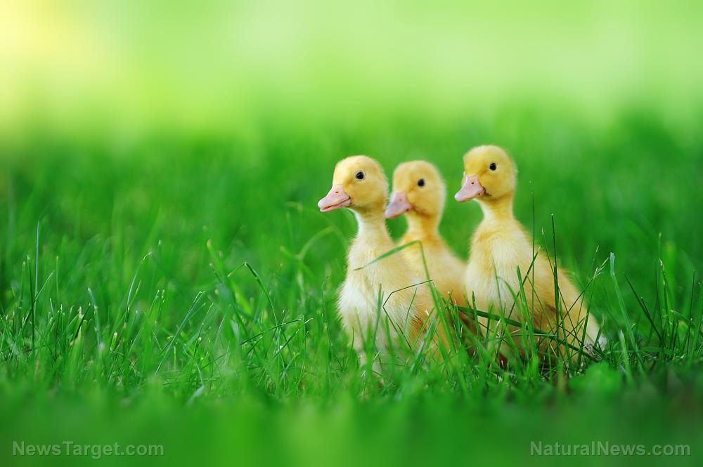 Image: Marjory Wildcraft from The Grow Network explains why she switched from geese to ducks