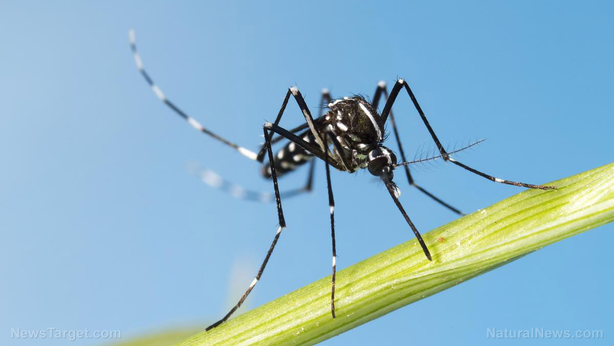 Image: GM nightmare unfolds: Humans have created a MONSTER MOSQUITO that can now RESIST the pesticides meant to kill them