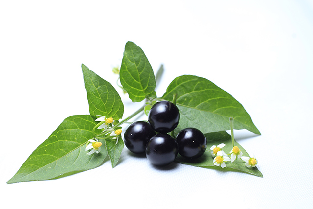 Image: Scientific analysis of the health benefits of digestive pills made from black nightshade