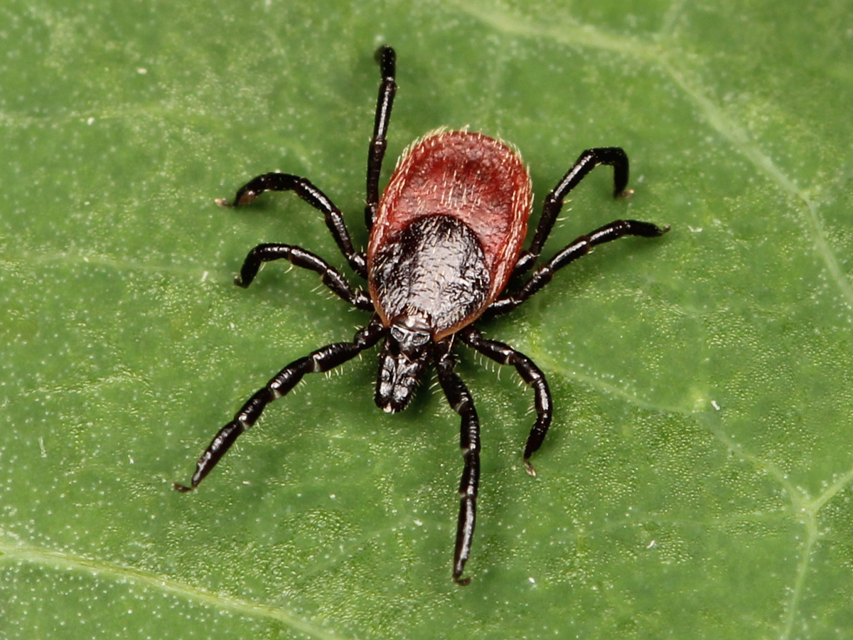 Image: Misconception: The black-legged tick, not the lone star, carries the bacteria that cause Lyme disease, according to a review of evidence