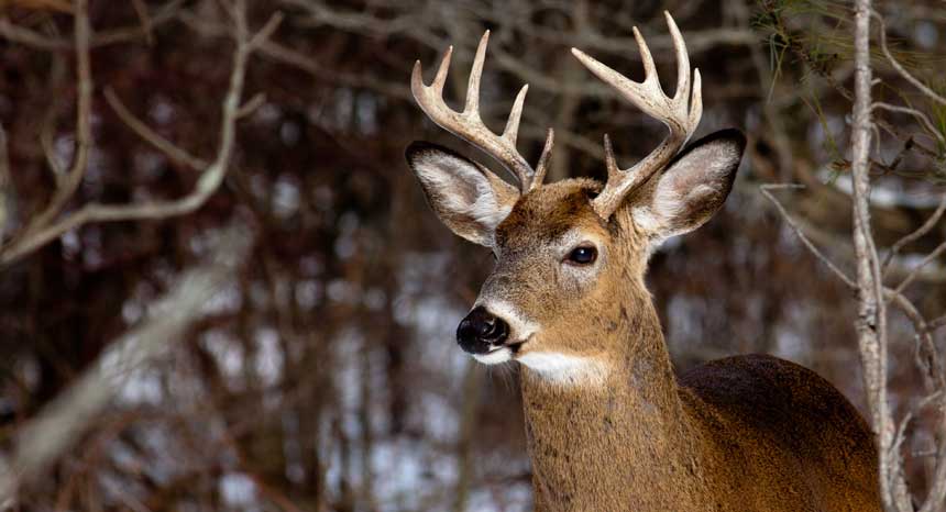 Image: “Zombie deer” disease is spreading – can humans catch it?