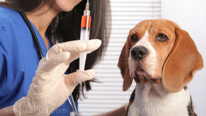 Image: PET HEALTH WARNING: Veterinarians are wildly overdosing small dogs with toxic vaccines, causing devastating side effects
