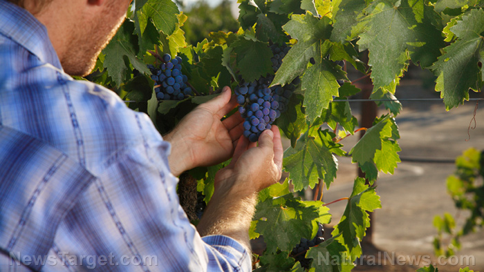 Image: Grape growers can increase the nutrients in their wine by removing leaves early, though it does decrease crop size