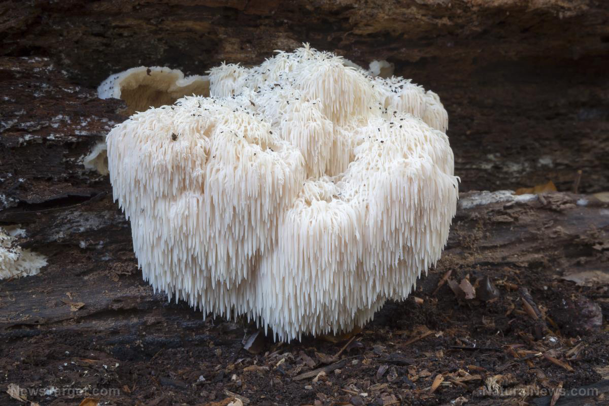 Image: Lion’s mane lives up to its reputation as a great natural mood enhancer