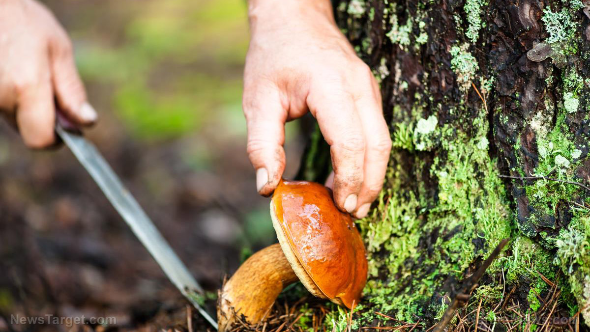 Image: Harvesting mushrooms for food and fire: Tips for identifying them