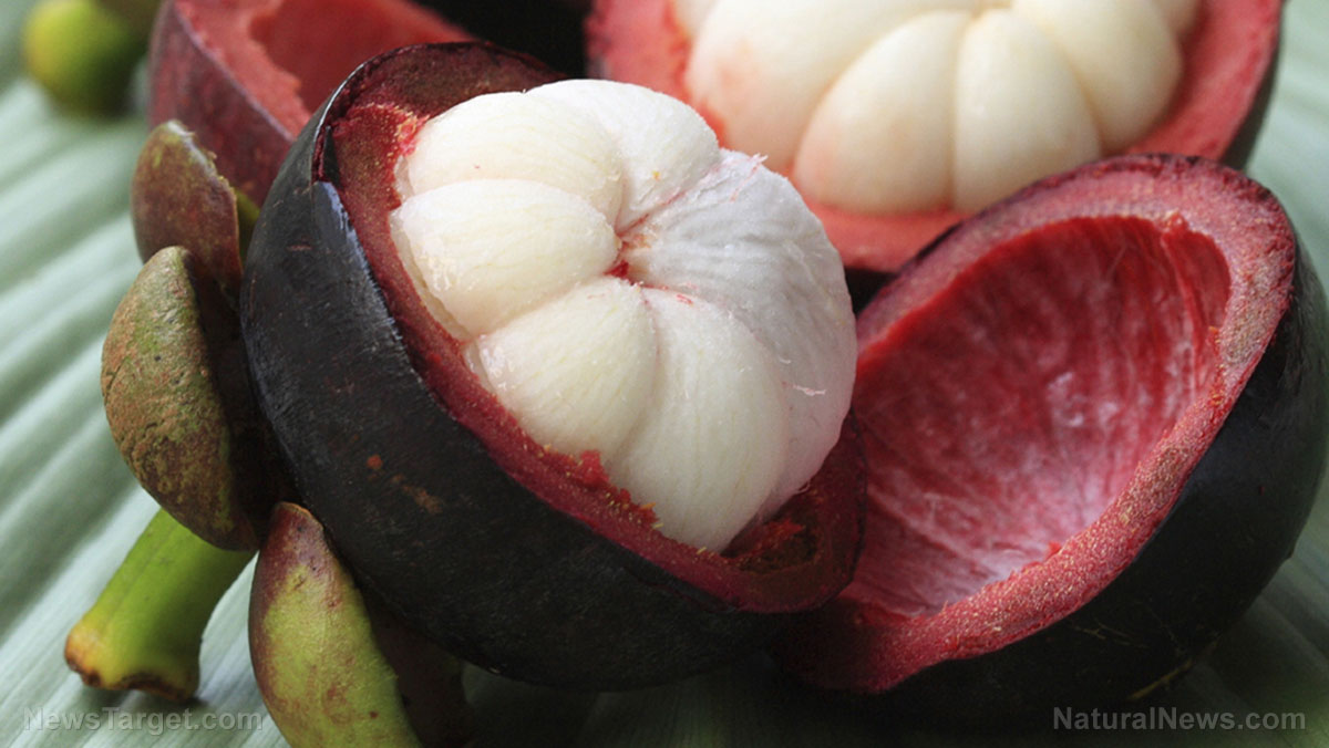 Image: Seashore mangosteen, used for medicinal purposes in the East, found to protect the liver and inhibit cancer growth