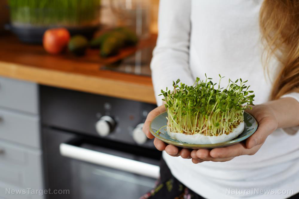 Image: Here’s why you should eat alfalfa microgreens, the “King of all Foods”